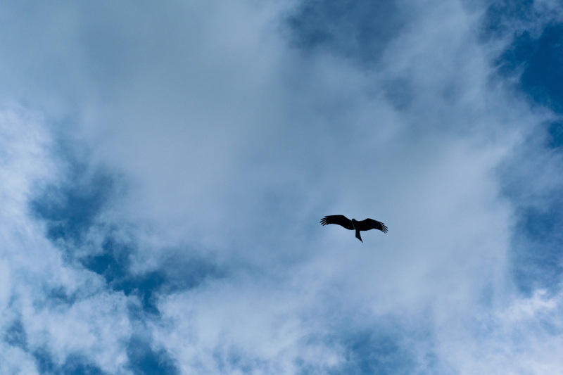 nature, animal themes, weather, outdoors, beauty in nature, no people, animal, gloomy, sky, instasky, mid-air, lookup, vertebrate, blue, instagood, skyback