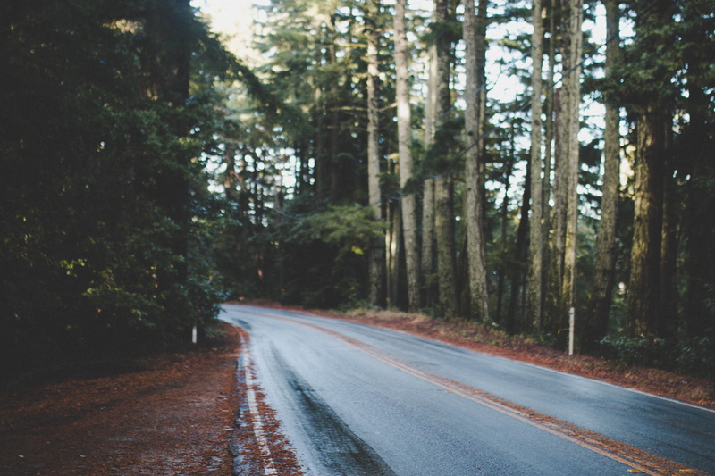vegetation, wooden, the way forward, 35mm, vsco, plant, brown, instagram, wetroad, folkvibes, road, way, tarmac, forest, highway, diminishing perspective