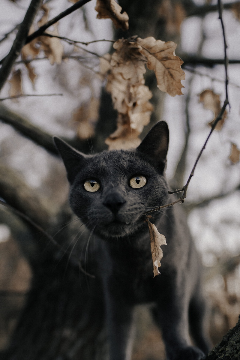 tree, focus, close-up, feline, #cat, domestic animals, vertebrate, yellow eyes, nature, pet, russian, #instagood, one animal, agelaius, #animal, abyssinian