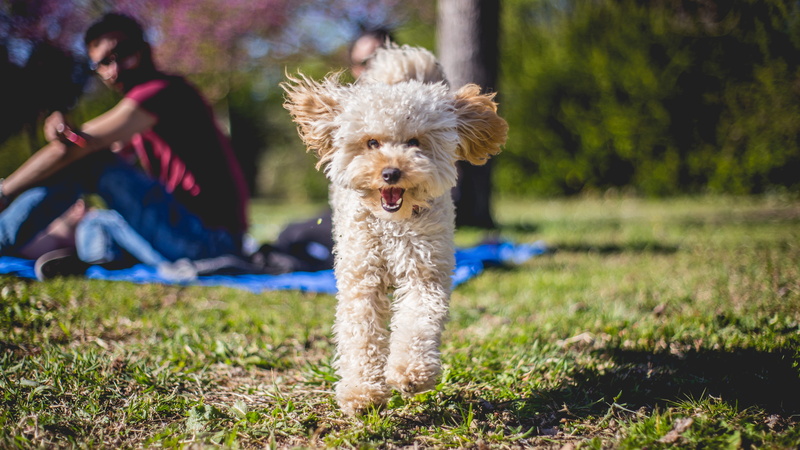 land, day, field, wildlife, fox, canine, vertebrate, #dog #dogsofinstagram #puppy #dogs #dogstagram #love #cute #instadog #doglover #dogoftheday #pet #puppylove #puppiesofinstagram #puppies #pets #instagood #doggo #photooftheday #doggy #petstagram #ilovemydog #pup #adoptdontshop #cat #rescuedog #dogs_of_instagram #animals #doglovers #photography #dogsofinsta