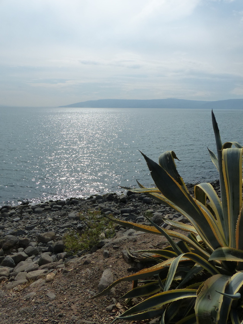 tranquil scene, no people, plant, beauty in nature, outdoors, tranquility, israel, sky, water, sea, cloud - sky, sea of galilee, day, horizon over water