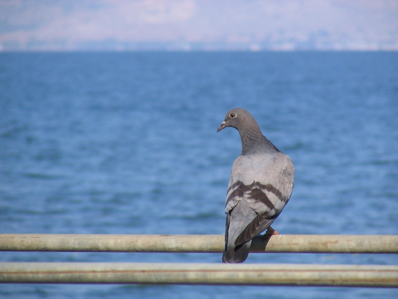 nature, see of galilee, seagull, perching, Galilee, water, Dove, no people, animal themes, beauty in nature, animal wildlife, vertebrate, day, one animal