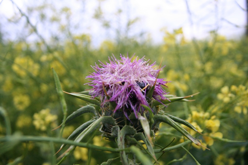 fragility, focus on foreground, plant, freshness, thistle, color, flower, close-up, bloom, outdoors, galilee, flower head, pink color, pollination, land