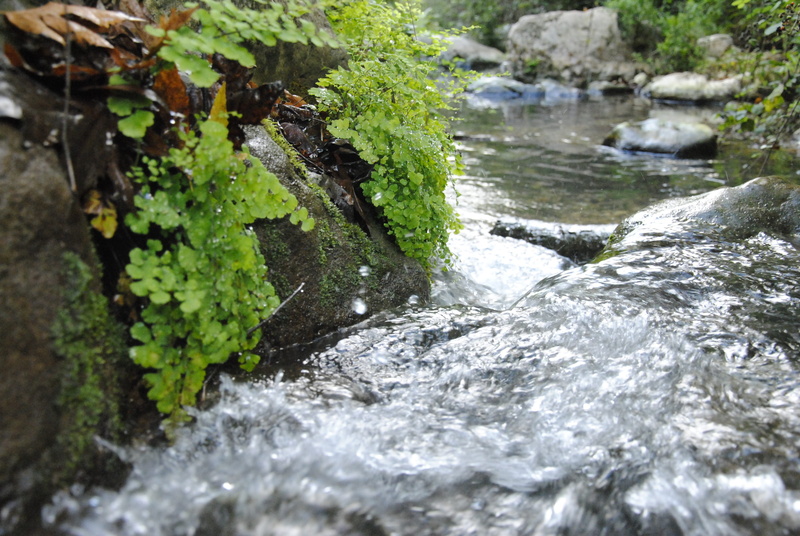 4K, outdoors, galilee, flowing, green color, selective focus, rock, water, beauty in nature, tree, river, mountain, close-up, nature, no people, moss