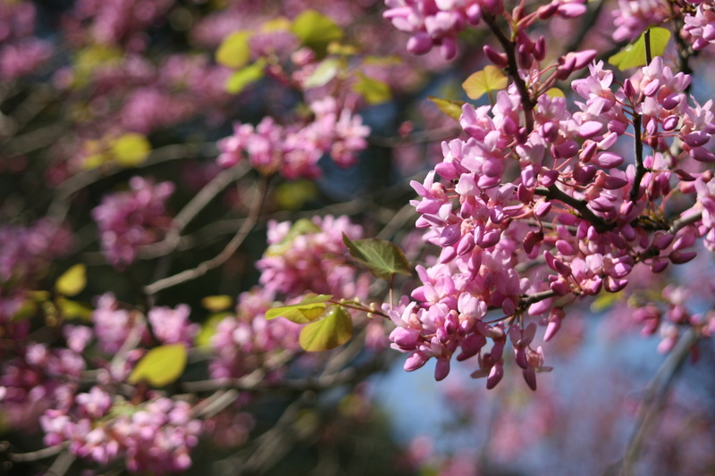 cherry blossom, tree, closeup, beauty in nature, pink color, 2K, israel, spring, cherry tree, springtime, focus on foreground, day, flowering plant, branch