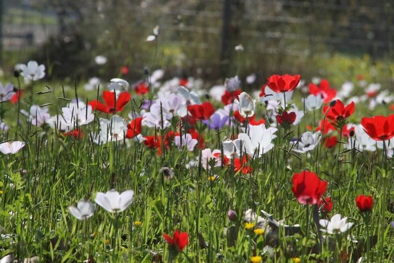 flower, israel, fragility, white, flower head, calanit, inflorescence, nature, selective, blossom, flowers, color, purple, focus, flower field, petal, petaled