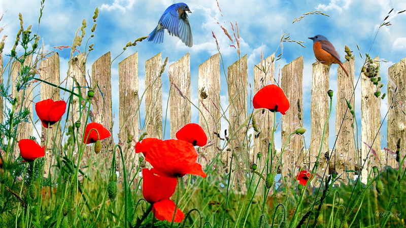 clouds, 1080P, o, firefox persona, poppy, 3d and abstract, field, grass, wall, wild flowers, poppies, birds