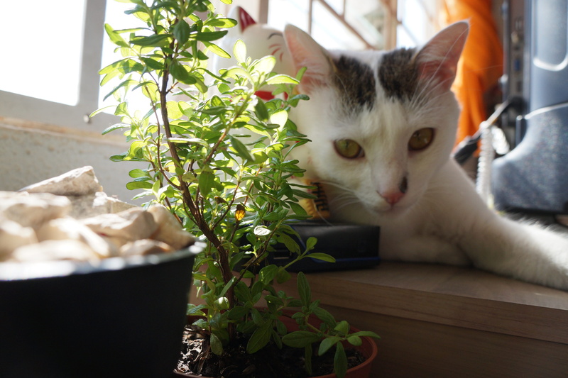 vase, mint, pets, cat, jar, sun, white stones, planter, no people, looking at camera, vertebrate, 5K, animal themes, day, domestic cat, plant, one animal