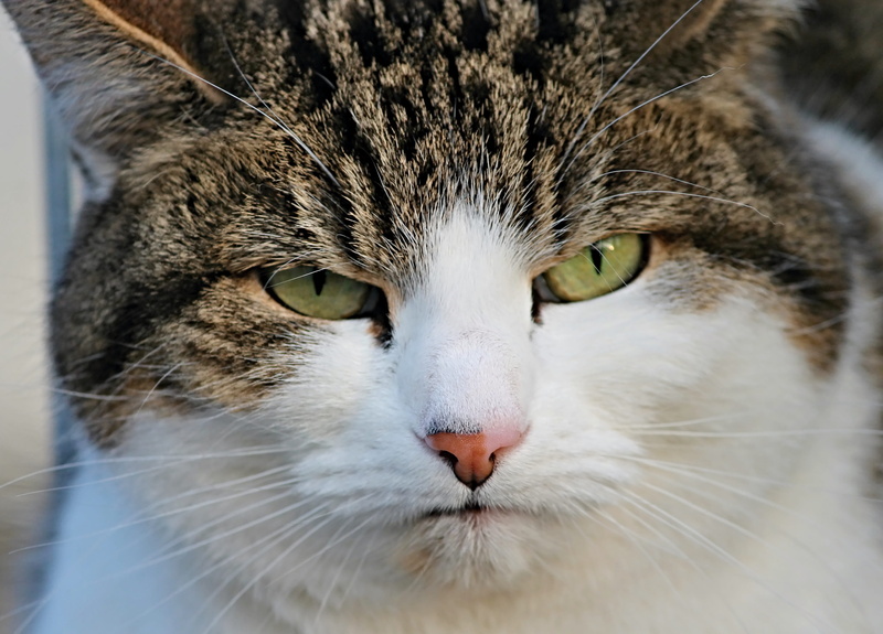 whisker, disturbed, body part, face cat, animal mouth, face, close-up, grumpy, domestic, animal body part, head, brown, tabby, yellow eyes, watch, 4K