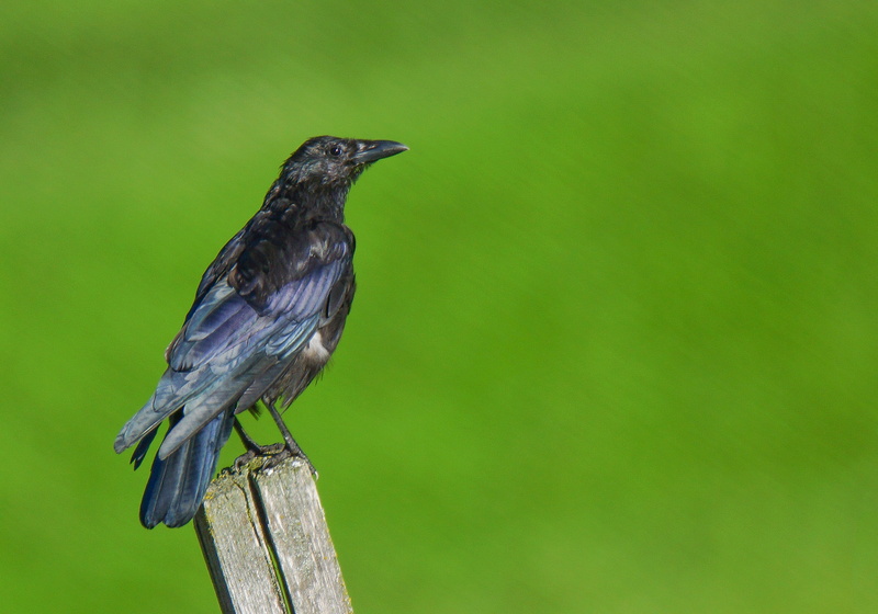 tail, outdoors, plant, bad, volatile, profile view, full length, waiting, animal wildlife, ladinia, italy, feathers, patience, vertebrate, black color
