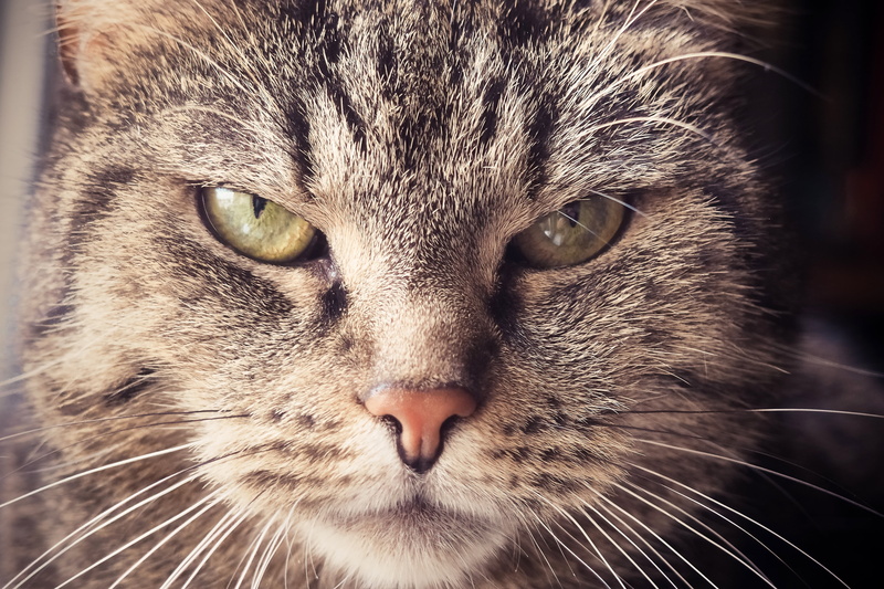 one animal, brown, yellow eyes, snout, bad look, vertebrate, cats eyes, close-up, domestic cat, head, cat portrait, tiger cat, animal eye, face, close