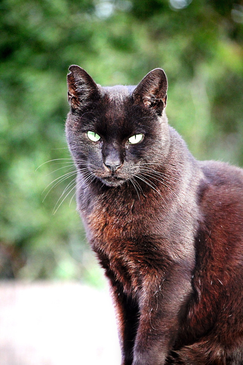 winning streak, close-up, whisker, portrait, domestic, black cat, photography, pets, close, 2K, domestic animals, day, outdoors, cats eyes, mammal, domestic cat