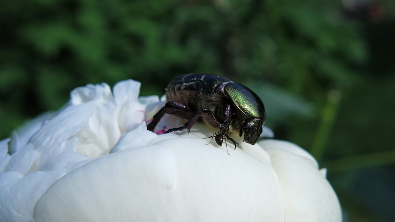 close up, bad look, 2K, peony, flower, green beetle, common rose beetle, one animal, outdoors, rose beetle, beetle, focus on foreground, ant, animal wildlife