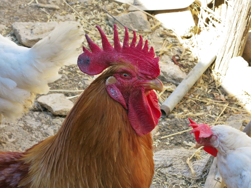 day, outdoors, pets, bad look, agriculture, chef in stall, livestock, domestic, animal, mammal, hahn, group of animals, animal head, animals, sicily, beak