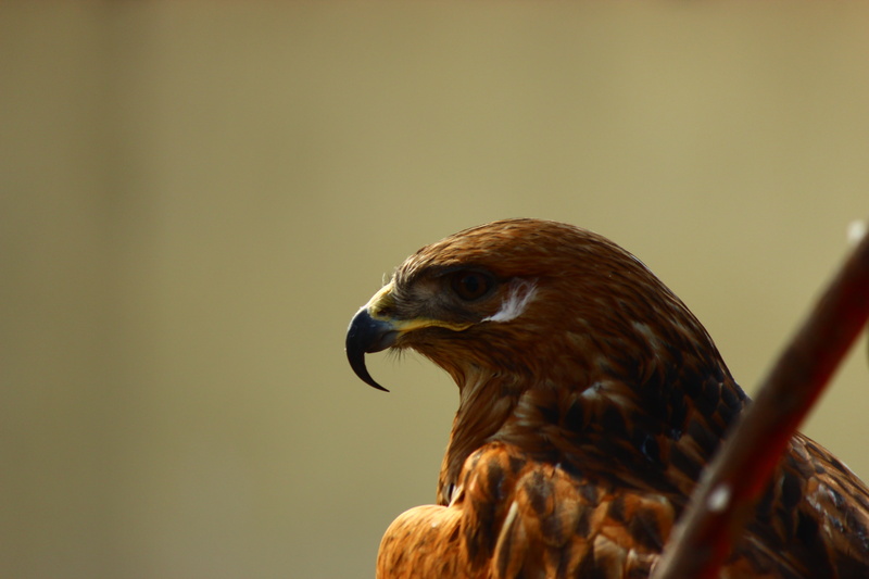 one animal, bird, 5K, profile view, close-up, focus on foreground, copy space, animal eye, hawk - bird, animal, beak, bird of prey, hawk, day, animal wildlife