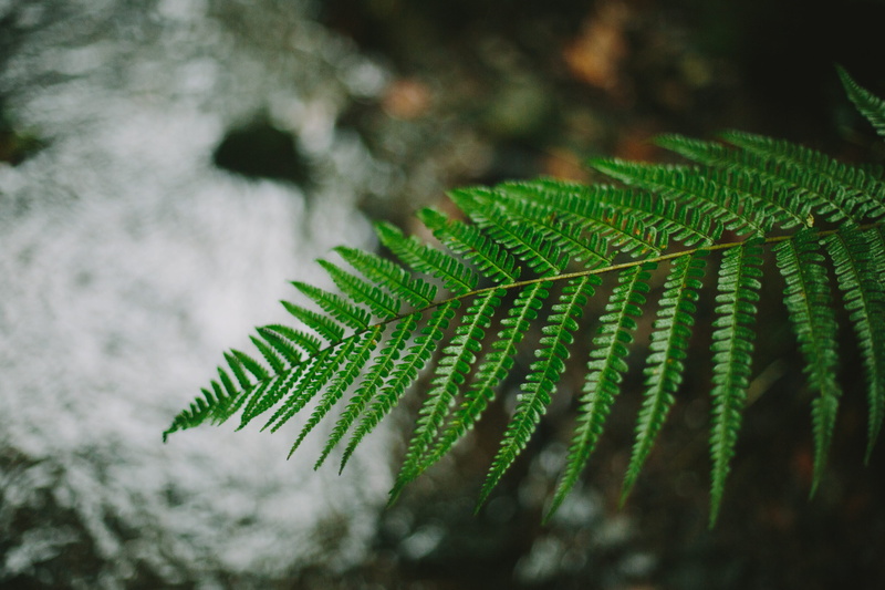 focus, close-up, tropical plant, fern, day, leaf, no people, shallow, 4K, selective focus, plant part, focus on foreground, peaceful, nature, autumn, fir tree