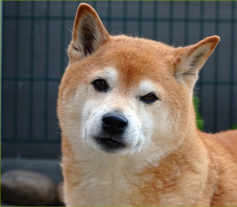 domestic animals, pets, pointed ears, daytime, hundeportrait, dog head, dog look, day, shiba, snout, domestic, animal wildlife, animal portrait, shiva