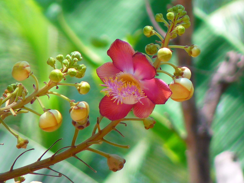 no people, fruit, bloom, nature, ripe, food and drink, india, cannon ball tree, freshness, shivas holy flower, day, flower, close-up, holy, outdoors, branch