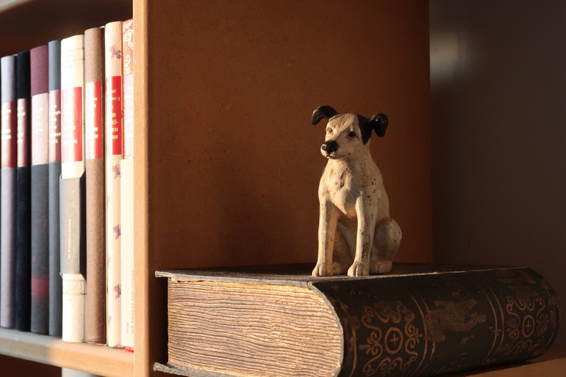 bookshelf, buchstütze, literature, education, information, publication, portrait, book, looking at camera, wood - material, read, 5K, domestic animals