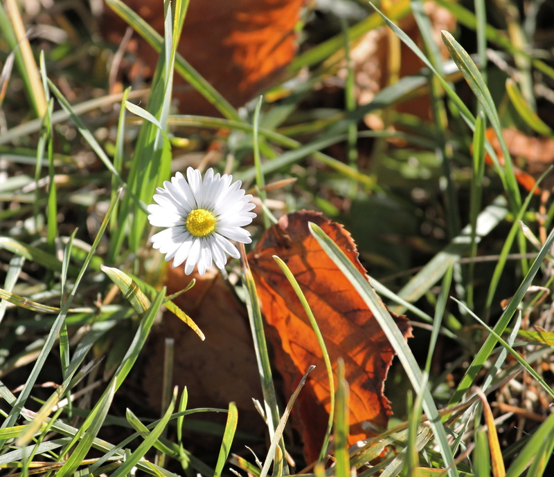 flowering plant, meadow, fall foliage, daisy, bloom, fragility, vulnerability, 2K, wild flower, plant, day, freshness, white, photography, wild plant