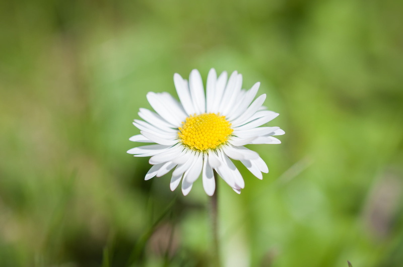 beauty in nature, focus on foreground, outdoors, pointed flower, chamomile Plant, tender, green Color, positive emotion, 1080P, springtime, close, petal
