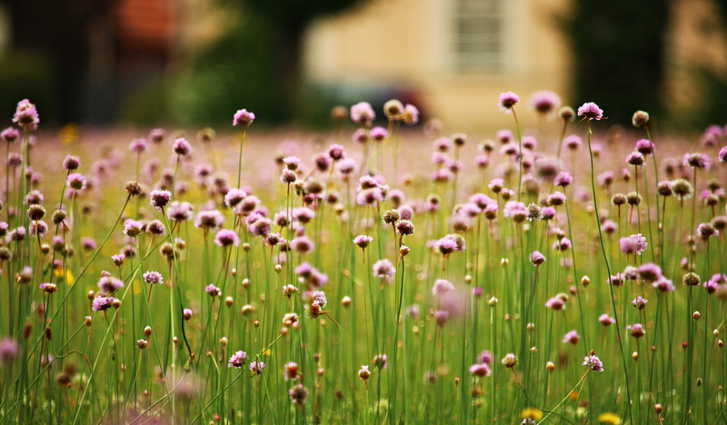 flower, close up photography, summer, no People, flower head, photography, nature, pink, field, close-up, outdoors, freshness, petaled, flowerbed, growth