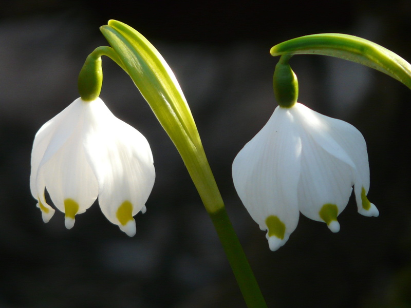 healthy eating, petal, vulnerability, outdoors, spring knotenblume, photography, close-up, amaryllidaceae, flowers, petaled, white, white color, leucojum