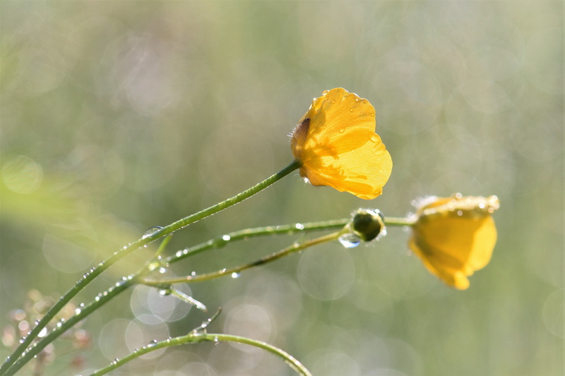 wild flower, raindrop, springtime, focus on foreground, close, beauty in nature, close-up, green, blade of grass, dew, drop, nature, shallow, petaled, no people