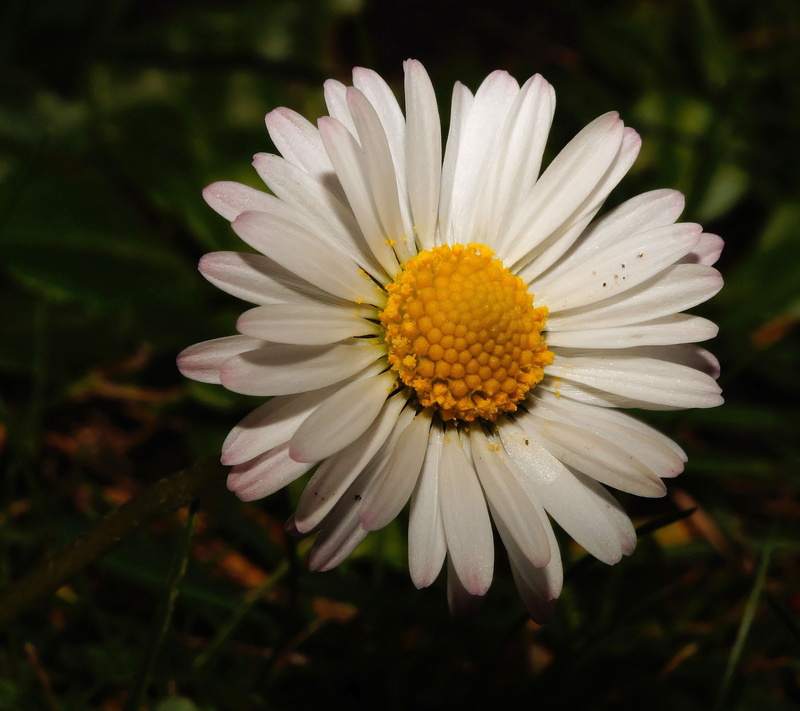 flowering plant, Close, outdoors, white color, grass, wild flower, pollen, single Flower, growth, meadow, no people, green Color, springtime, summer, gazania