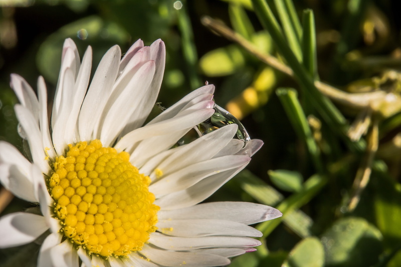 wet, composites, geese flower, inflorescence, drops between the petals, growth, freshness, vulnerability, pollen, medicinal plant, petal, multiannual daisy