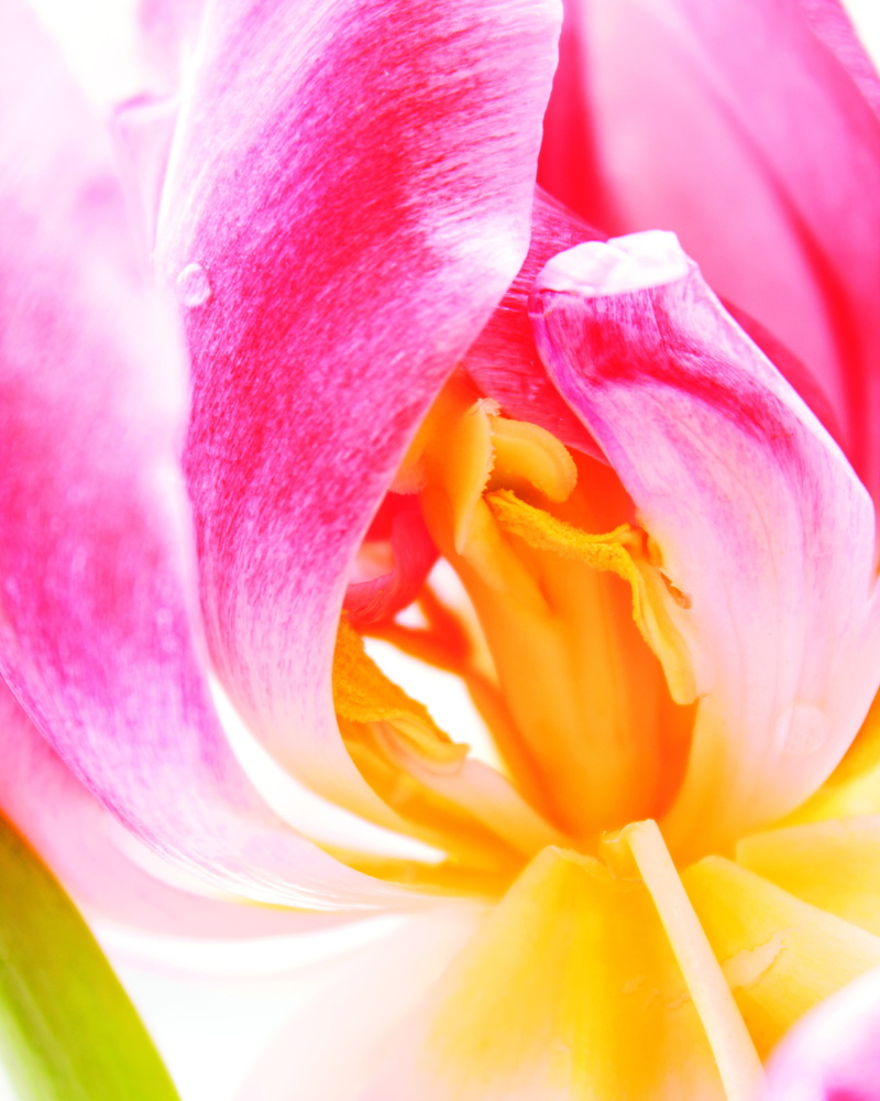 tranquility, harmony, aroma, zen, closeup, serenity, field, flower Head, tulip, pink Color, delicate, earth, summer, tranquil, blossom, backgrounds, botanical