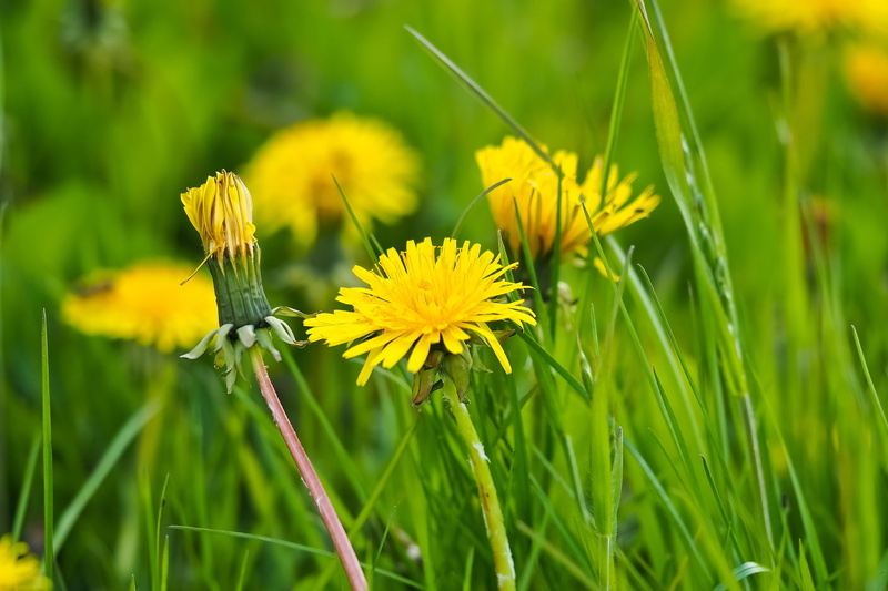 growth, spring, bühen, composites, flower meadow, photography, green color, day, wild flower, nature, spring flowers, land, flower, close-up, cornflower