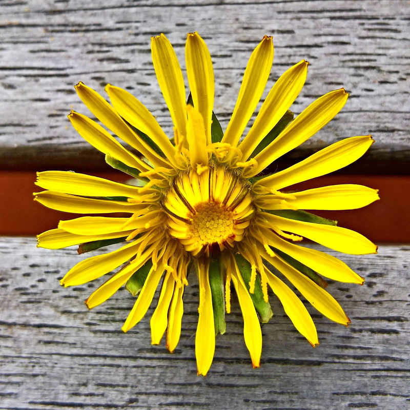 flower head, 1080P, petaled, pollen, vulnerability, gazania, flowering plant, no people, single bloom, photo, yellow petals, close, flower, growth, petal