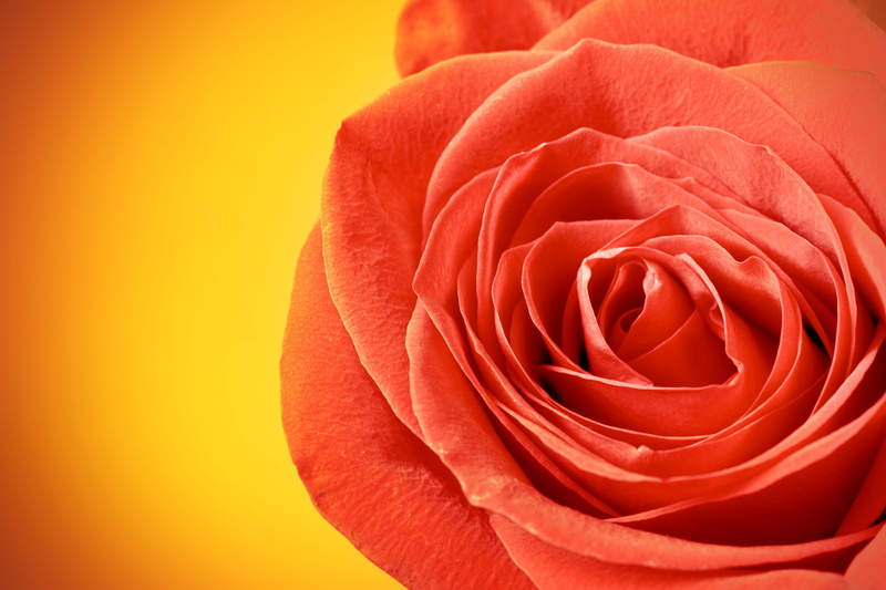 positive emotion, rose, flirting, nature, celebration, spring, stem, anniversary, bud, floral, color, romantic, event, perfection, inflorescence, symbol