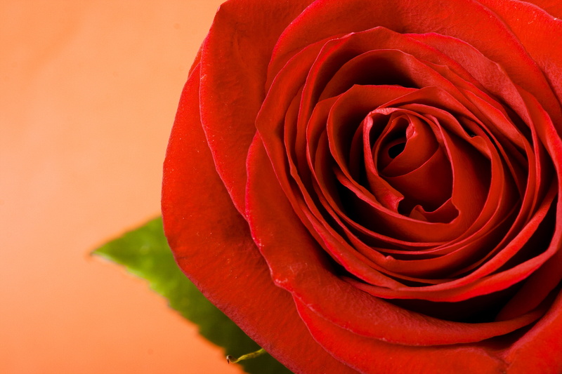 beauty, rose - flower, single, freshness, valentines day - holiday, aroma, flower, gardening, 4K, garden, gift, floral, petal, fresh, symbol, fragility