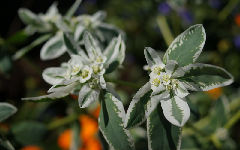 dacha, flowering plant, nature, white color, fragility, petal, bokeh, leaves, flora, garden, plant, freshness, herb, vulnerability, close-up, plant part