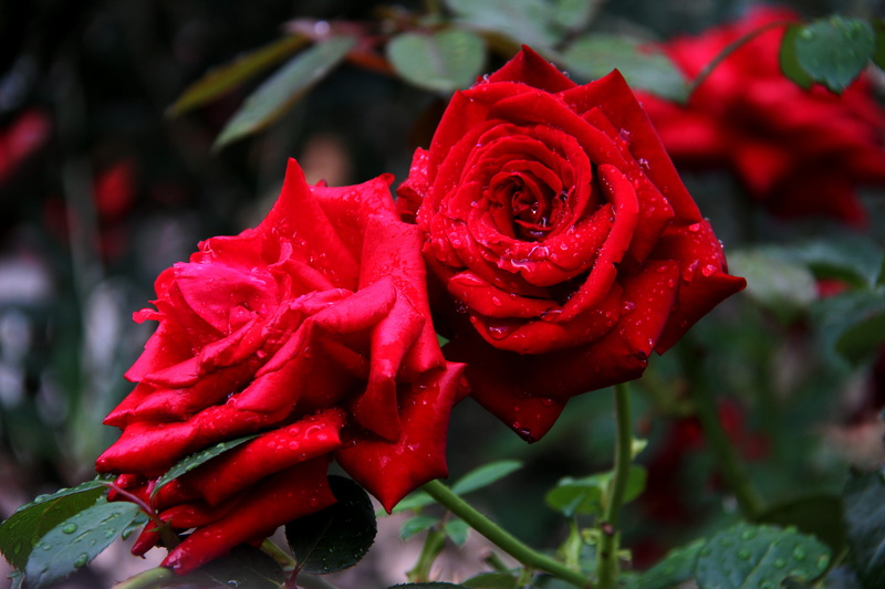 petal, italy, day, rose - flower, 5K, vulnerability, inflorescence, focus on foreground, no people, love, fragility, close-up, flower, nature, rose, flowers