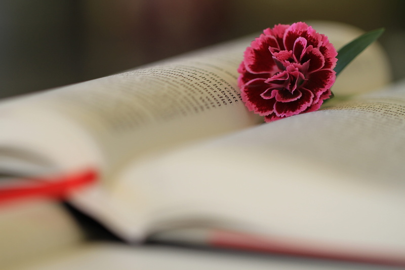 inflorescence, nature, red, publication, no people, book, religion, beauty in nature, cover, flower, bloom, maroon, christianity, petal, beige, rose, 5K