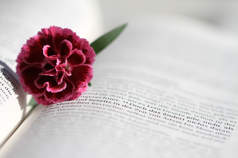 believe, plant, petal, photo, flowering plant, christian, beauty in nature, religion, indoors, bloom, freshness, paper, blossom, publication, red, petaled