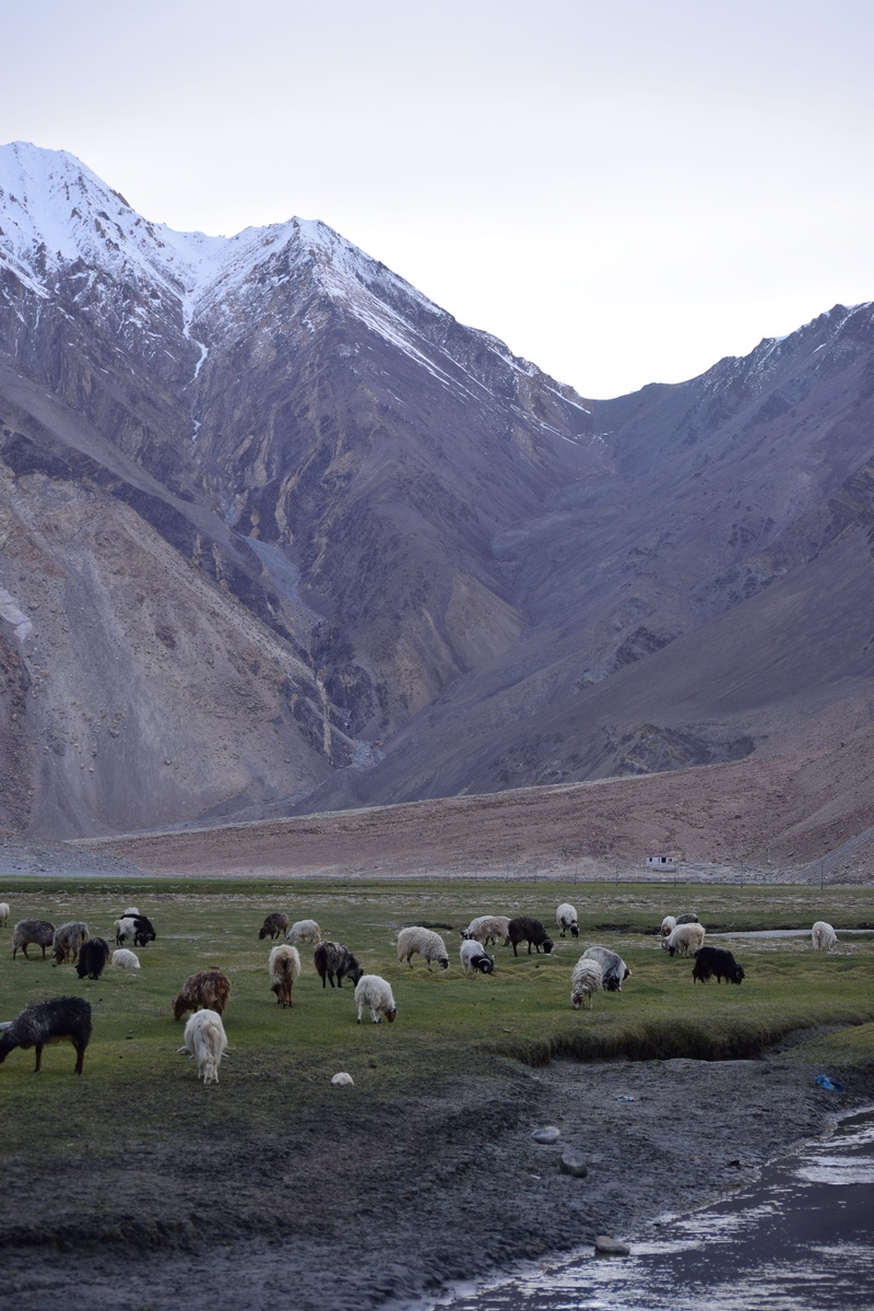 rural, snow, herbivorous, tourism, sheep, ice, sky, lamb, outdoors, agriculture, green, ladakh, grass, vertebrate, 5K, domestic, scenic, group of animals