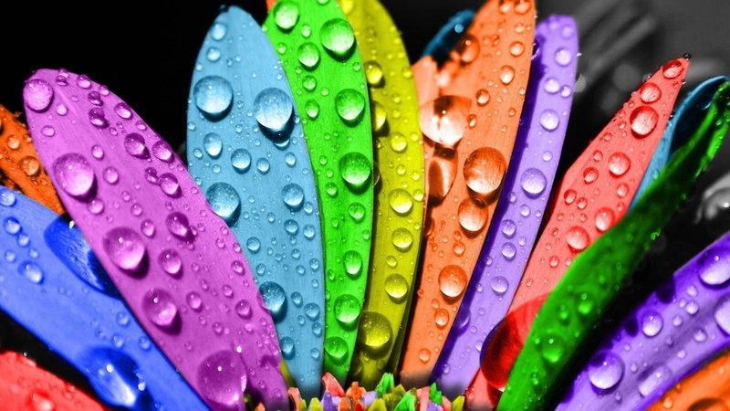 flower petals, drops, water drops, 720P, colors, flower, petals, hd, multicolor, nature, art, water, Flowers