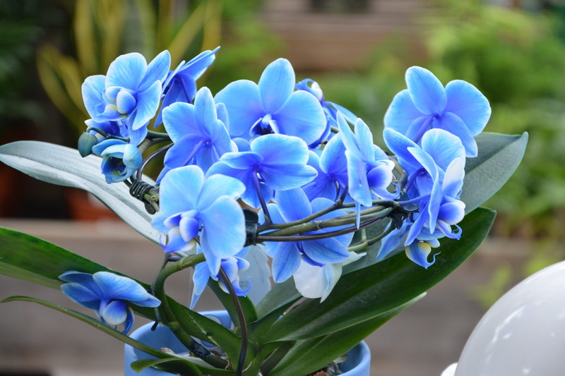 flowering, blue, bunch of flowers, no people, blue orchid, close-up, iris - plant, day, flowers, beauty in nature, growth, flower head, petal, orchids blue