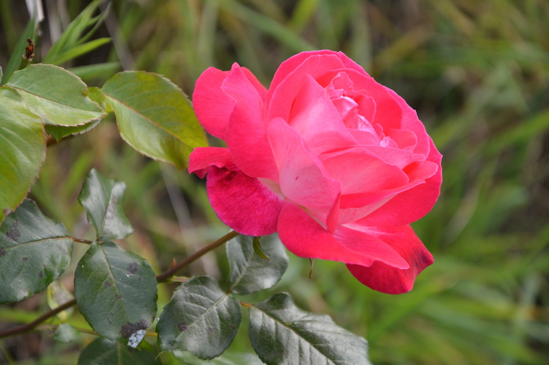 leaf, plant, flower garden, flower, no people, summer flowers, flower head, offer, flowering plant, green leaves, outdoors, freshness, close-up, day, plants