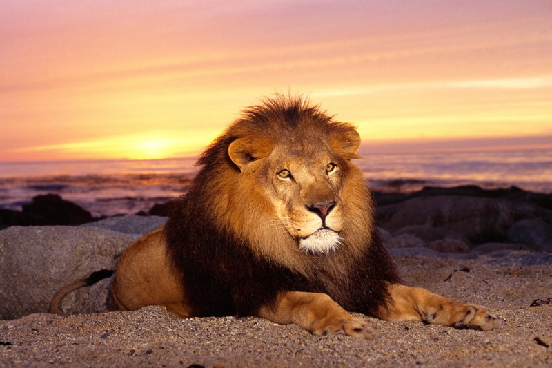 mane, outdoors, tan, land, wildlife, king of animals, beauty in nature, portrait, safari, big Cat, no people, kenya, animal wildlife, vertebrate, safari Animals