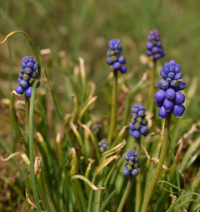 plant, lavender, plant stem, flower, growth, freshness, 4K, day, hyacinthus, beauty in nature, bud, no people, selective focus, shell, flower head, focus on foreground