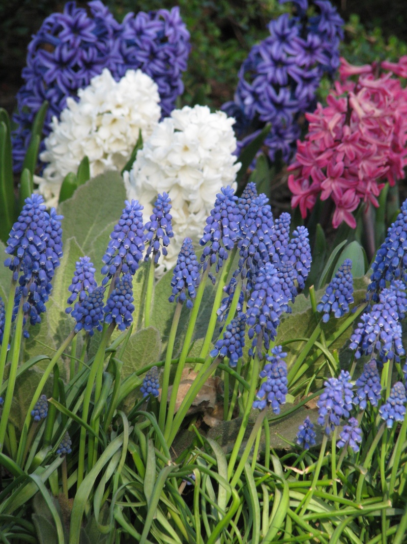 beauty in nature, flowering plant, plant, freshness, focus on foreground, flowerbed, no people, springtime, 2K, seasonal, vulnerability, hyacinthus, fragility