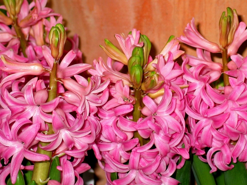 freshness, garden hyacinth, pink, frühlingsblüher, harbinger of spring, vulnerability, flower, hyacinth, blossom, exotic, nature, hyacinthus, 1080P, leaf