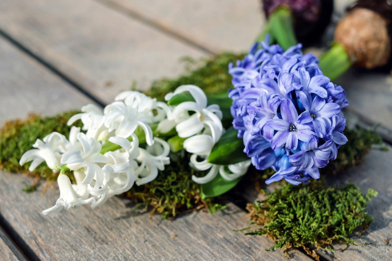 flower, fragility, no people, high angle view, cluster, harbinger of spring, focus on foreground, flower arrangement, inflorescence, outdoors, nature, early bloomer