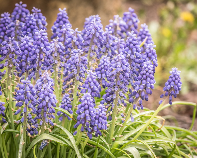 inflorescence, lavender colored, fragrant, hyacinthus, vulnerability, springtime, beauty in nature, freshness, plant, selective focus, close-up, flowering plant