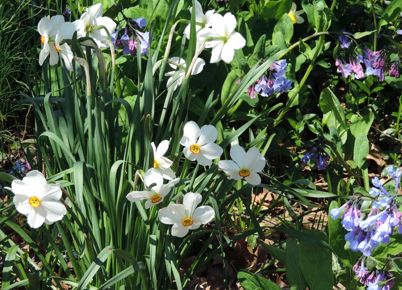 Central Park, yellow, white color, freshness, close-up, flowers, outdoors, flora, green color, vulnerability, gardens, narcissus, plant, parks, land, beauty in nature